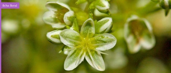 scleranthus2