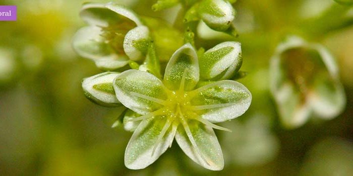 scleranthus2