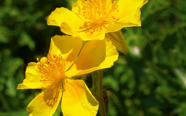 rockrose_web