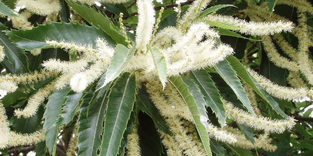 sweetChestnut