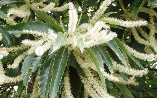 sweetChestnut