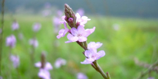 Vervain flores de bach