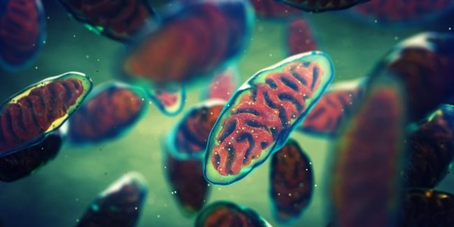 La clave de las mitocondrias en una buena salud