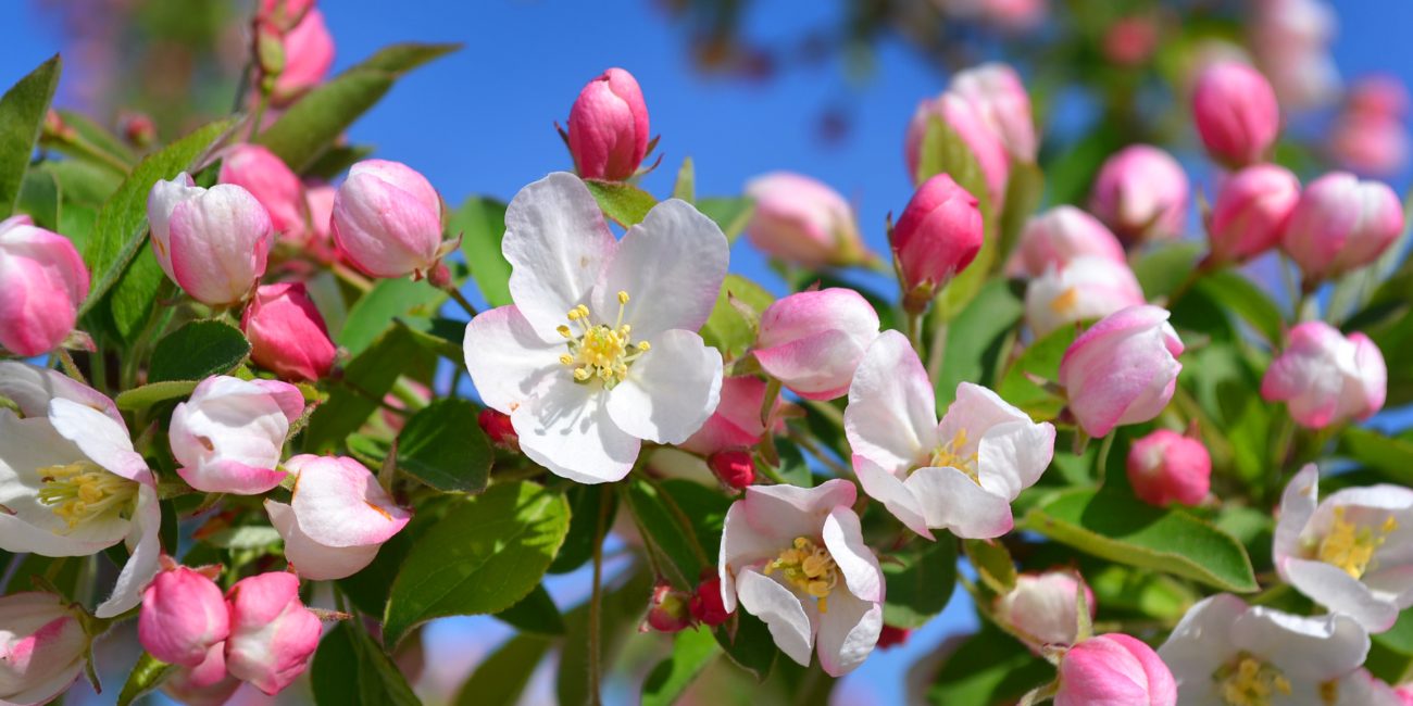 Crab apple