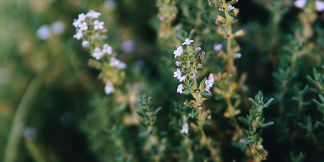 Plantas medicinales de la tradición ancestral a la evidencia científica (1)