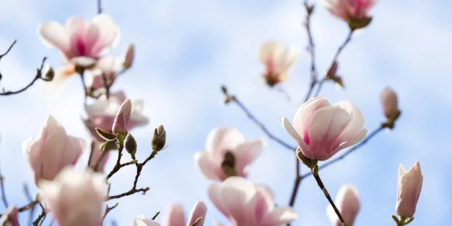 Celebrar la vida que emerge