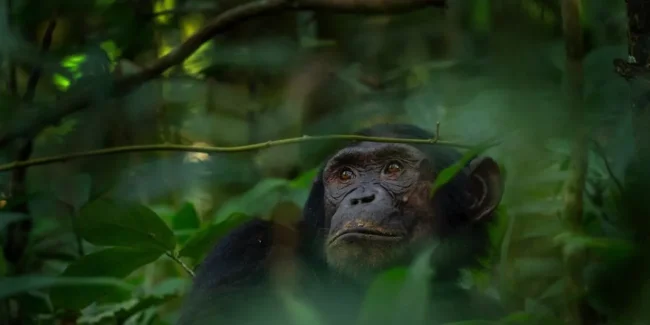 Hasta siempre Jane Goodall
