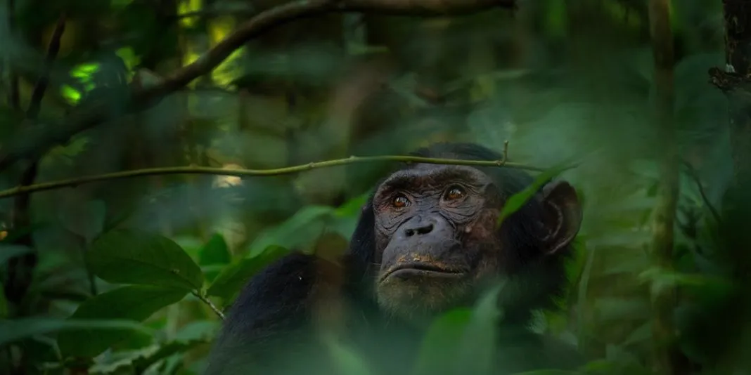 Hasta siempre Jane Goodall